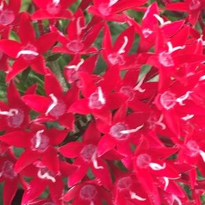 Meet your Posher, Tabitha